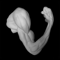 Фигура из гипса Рука согнутая в локте, анатомическая